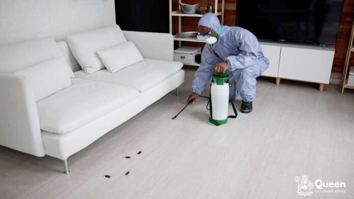 เมื่อไหร่ควรเรียกพนักงานกำจัดปลวก